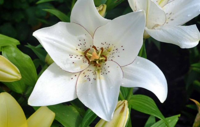 white lily​