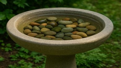 bird bath with stones