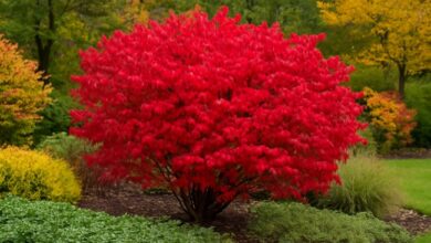 burning bush euonymus