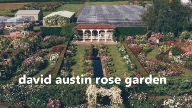 david austin rose garden​