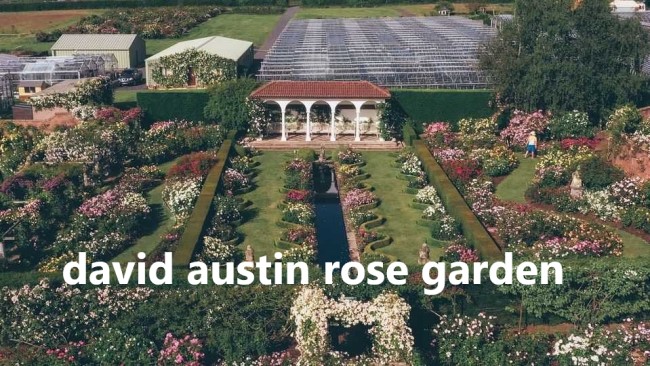 david austin rose garden​