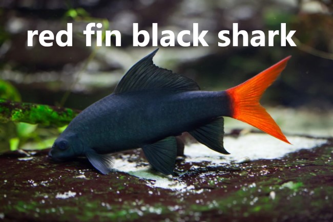 red fin black shark