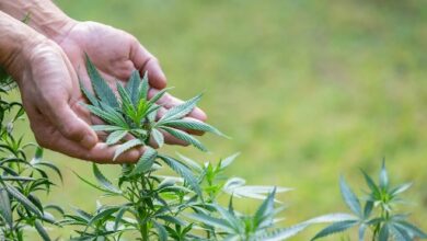 A Pair of Hands Holding Cannabis Leaves