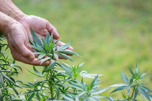 A Pair of Hands Holding Cannabis Leaves